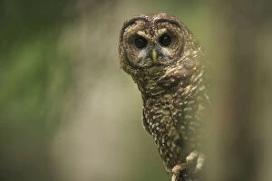 Images Dated 2nd June 2015: Spotted Owl (Strix occidentalis). Willamette National Forest, Oregon. June