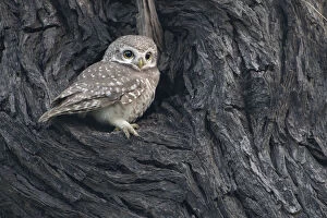 Images Dated 24th October 2018: Spotted owlet ( Athena brama), Keoladeo NP, Bharatpur, India
