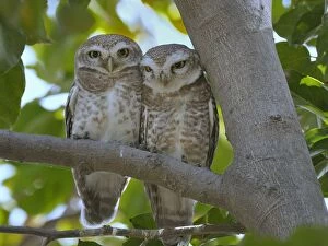 Affectionate Gallery: Spotted owlet (Athene brama) pair on a branch, Bharatpur / Keoladeo Ghana National Park