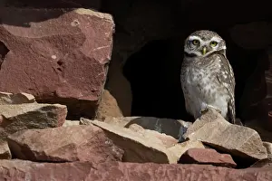 Athene Prints: Spotted owlet (Athene brama) perched on rocks, Pachgaon, near Dholpur, Rajasthan, India
