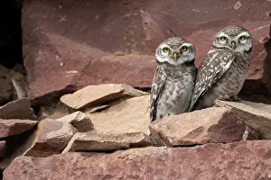 Side By Side Prints: Two Spotted owlets (Athene brama) perched side by side on rocks