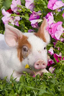 Juvenile Prints: Spotted Piglet, head portrait lying down in grass and pink Petunias, Dekalb, Illinois