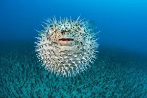 December 2021 Highlights Collection: Spotted Porcupine fish (Diodon hystrix) inflated, displaying defensive behaviour