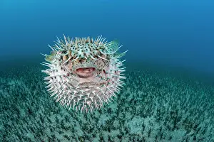 Spike Prints: Spotted porcupinefish (Diodon hystrix) portrait, Hawaii, Pacific Ocean