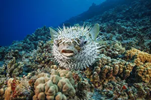 Tetraodontiformes Prints: Spotted porcupinefish (Diodon hystrix) swimming over a reef, Hawaii, Pacific Ocean