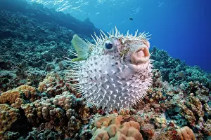 Hawaii Islands Prints: Spotted porcupinefish (Diodon hystrix) swimming over a reef, Hawaii, Pacific Ocean