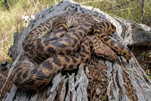 Animal Markings Prints: Spotted python (Antaresia maculosa) resting on log, Inglewood, Queensland, Australia