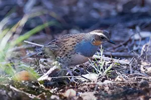 Speckled Prints: Spotted quail thrush (Cinclosoma punctatum) female