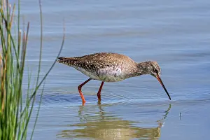 Southern Netherlands Prints: Spotted redshank (Tringa erythropus) foraging for small invertebrates in shallow water along pond shore in wetland