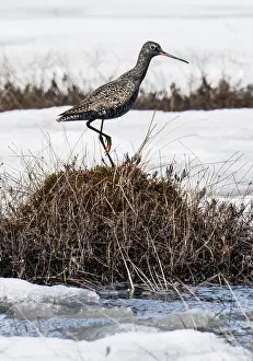 Lapland Prints: Spotted redshank (Tringa erythropus) standing on a clump of vegetation on a frozen lake