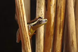 Spotted reed frog (Hyperolius puncticulatus) amongst reeds, Tanzania, Africa