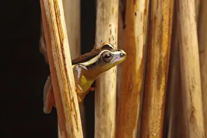 November 2021 Highlights Prints: Spotted reed frog (Hyperolius puncticulatus) amongst reeds, Tanzania, Africa