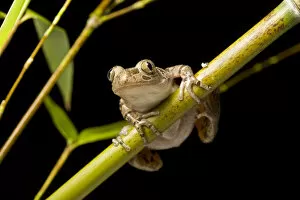 African Tree Frog Gallery: Spotted running frog (Kassina maculata) on bamboo cane at night, Tanzania, East Africa
