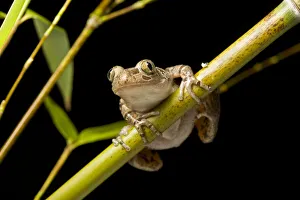 Spotted running frog (Kassina maculata) on bamboo cane at night, Tanzania, East Africa