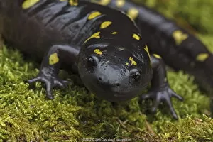 Ambystoma Maculatum Gallery: Spotted salamander (Ambystoma maculatum) New York, USA