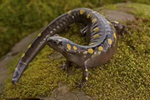 Images Dated 8th July 2020: Spotted salamander (Ambystoma maculatum), New York, USA, April