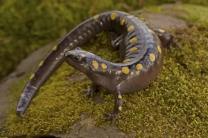 Ambystoma Maculatum Gallery: Spotted salamander (Ambystoma maculatum), New York, USA, April