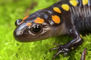 Ambystoma Prints: Spotted salamander (Ambystoma maculatum) head portrait, Illinois, USA. April