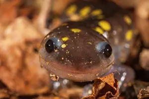 Ambystoma Prints: Spotted salamander (Ambystoma maculatum) migrating to vernal pool