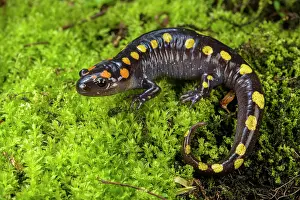 Spotted salamander (Ambystoma maculatum) on moss, portrait, Illinois, USA. April