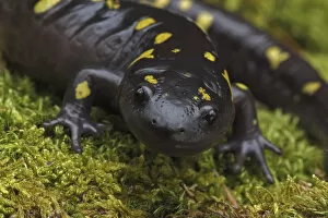 Images Dated 8th July 2020: Spotted salamander (Ambystoma maculatum) New York, USA