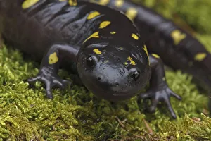 2020 September Highlights Prints: Spotted salamander (Ambystoma maculatum) New York, USA