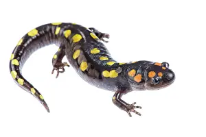 Ambystoma Prints: Spotted salamander (Ambystoma maculatum) portrait, Illinois, USA. April