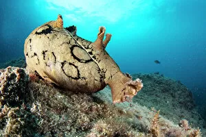 Spotted sea hare (Aplysia dactylomela), a tropical Atlantic species considered alien in the Mediterranean Sea