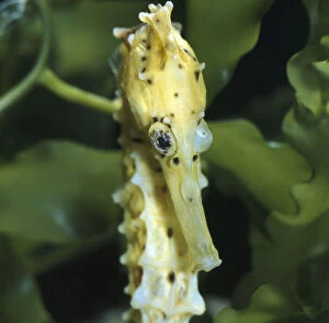 Images Dated 28th August 2008: Spotted seahorse {Hippocampus kuda} light colour phase, note eyes rotating independantly