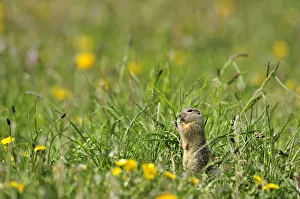Spotted souslik (Spermophilus suslicus) feeding, Werbkowice, Zamosc, Poland, May 2009