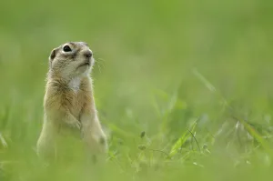 Spotted souslik (Spermophilus suslicus) sitting, Werbkowice, Zamosc, Poland, May 2009