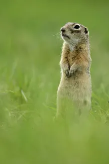 Ground Squirrels Prints: Spotted souslik (Spermophilus suslicus) standing alert on hind legs, Werbkowice, Zamosc