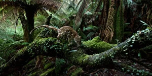 Habitat Gallery: Spotted-tailed quoll (Dasyurus maculatus) scent marking in Monga National Park, New South Wales