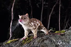 Animal Marking Prints: Spotted-tailed quoll (Dasyurus maculatus) at night