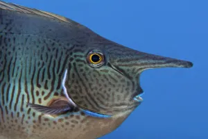 Acanthuridae Prints: Spotted unicornfish (Naso brevirostris) Green Island, a small volcanic island in