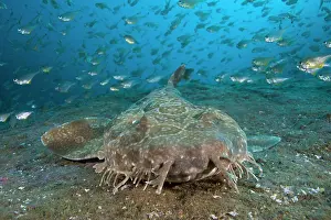 School Prints: Spotted wobbegong shark (Orectolobus maculatus)