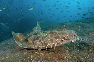 Shark Prints: Spotted wobbegong shark (Orectolobus maculatus) portrait