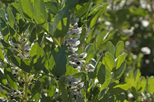 Images Dated 24th May 2011: Spring beans (Vicia faba) under cultivation at RSPBs Hope Farm, Cambridgeshire