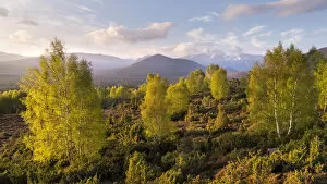 Spring Birch (Betual pendula) trees on moorland in front of the Cairngorm mountain range at dawn