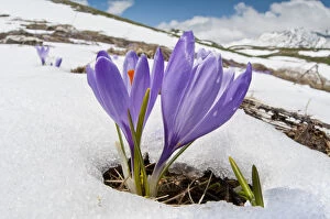 Purple Gallery: Spring Crocus (Crocus vernus) in flower in snow, Campo Imperatore, Gran Sasso, Appennines