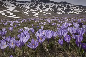 Iridaceae Prints: Spring crocus (Crocus vernus) flowering en masse on the Campo Imperatore, Abruzzo, Italy