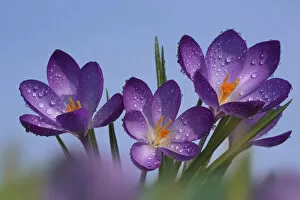 Flowers Collection: Spring Crocus Norfolk february