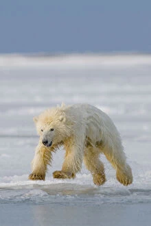 Spring cub Polar bear (Ursus maritimus) jumping from newly forming pack ice, Arctic coast