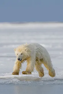 Cubs Prints: Spring cub Polar bear (Ursus maritimus) jumping from newly forming pack ice, Arctic coast