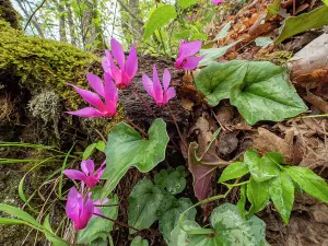 Primulaceae Prints: Spring cyclamen (Cyclamen repandum) in flower in woodland