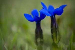 Images Dated 18th May 2008: Spring gentian (Gentiana verna) flowers, Durmitor NP, Montenegro, May 2008