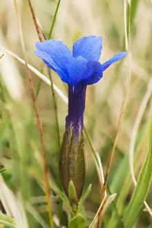 Spring gentian (Gentiana verna) on Widdybank Fell, Upper Teesdale, Pennines Spring gentian (Gentiana verna) on Widdybank Fell, Upper Teesdale, Pennines
