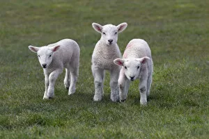 Spring lambs in meadow, UK, April