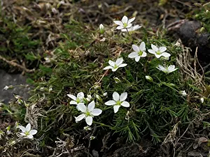 Caryophyllaceae Prints: Spring sandwort (Minuartia verna) in flower, Upper Teesdale, England, UK. June