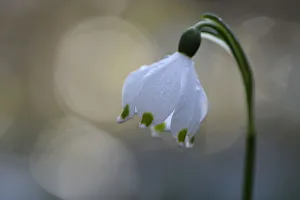 Spring snowflake flower (Leucojum vernum) with bokeh effect, Vosges, France, March